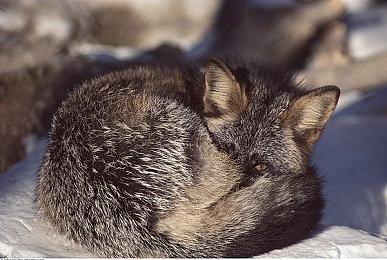 《噬血代码2》新实机演示 多种武器连招超酷